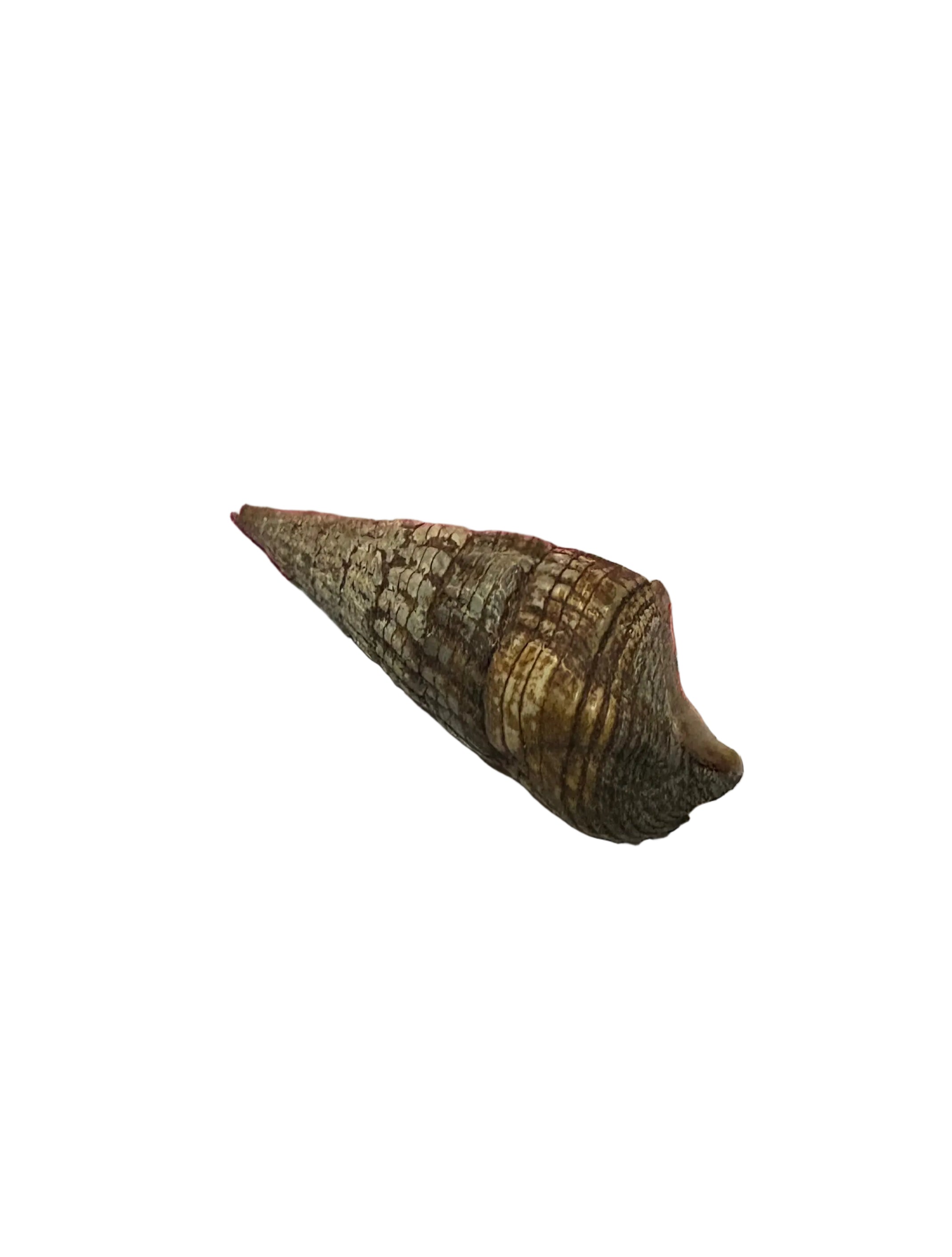 Lerumo shell