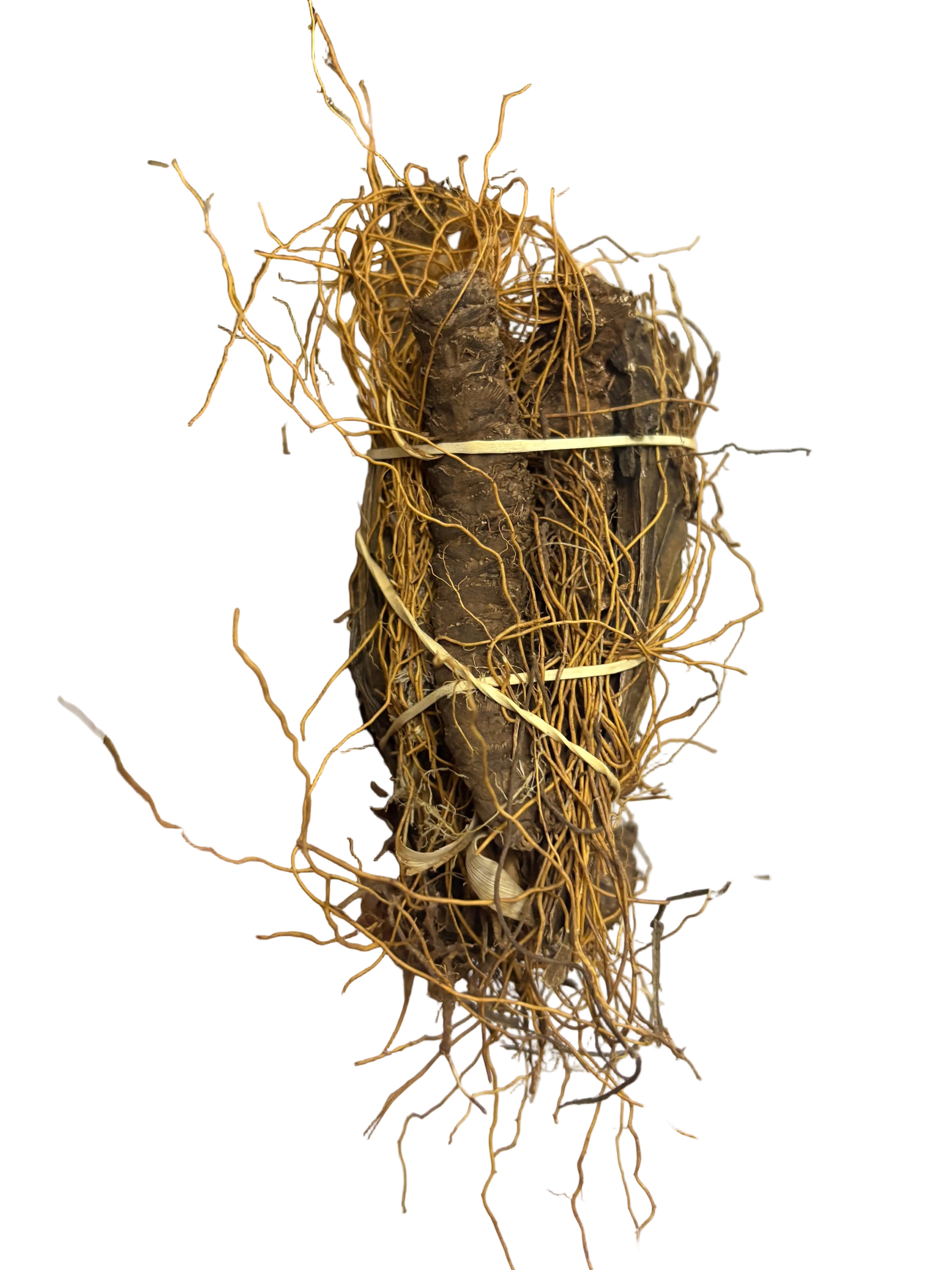 Cancer bush – Ntlhoroherbs