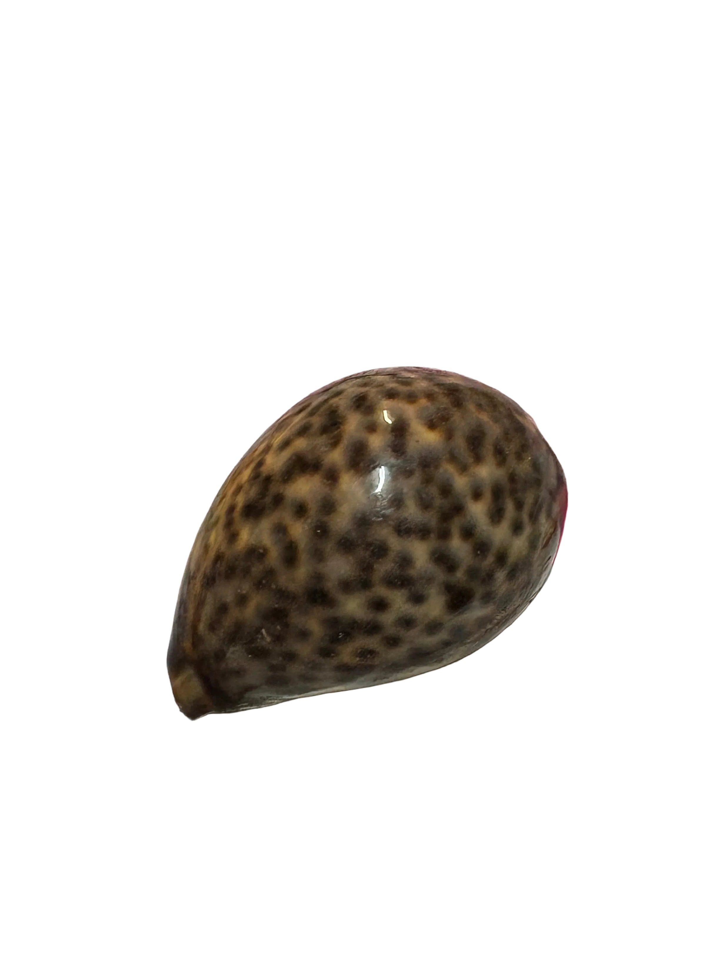 Lewatle shell